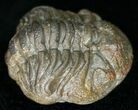 Bargain Enrolled Barrandeops (Phacops) Trilobite #11296-1